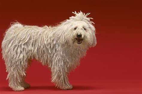 Top 10 Dog Breeds That Shed The Least Lens And Leash