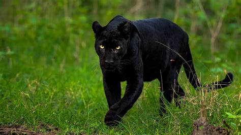 Black Panther Destinations In India The Wildlife Tour