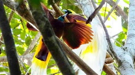 Burung gelatik yang satu ini adalah khas indonesia lebih tepatnya berasal dari pulau jawa, bentuknya yang kecil lincah dan corak warnanya yang mengkilau membuat orang berambisi untuk memilikinya, dengan cara apapun sehingga sekarang ini habitatnya sudah mulai punah. Jalan Korea, 'Rumah' Burung Cenderawasih di Papua