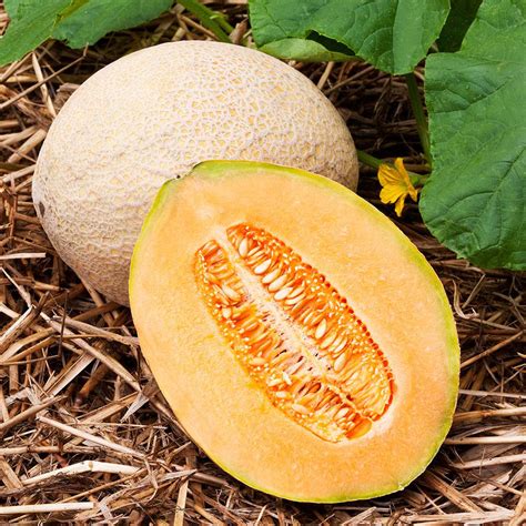 We did not find results for: Bonnie Plants 19.3 oz.Cantaloupe-Hales Best Jumbo-4400 - The Home Depot
