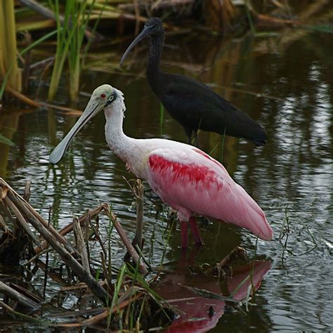 Why Wading Birds Are Getting A Little Less Busy In The Everglades Wlrn