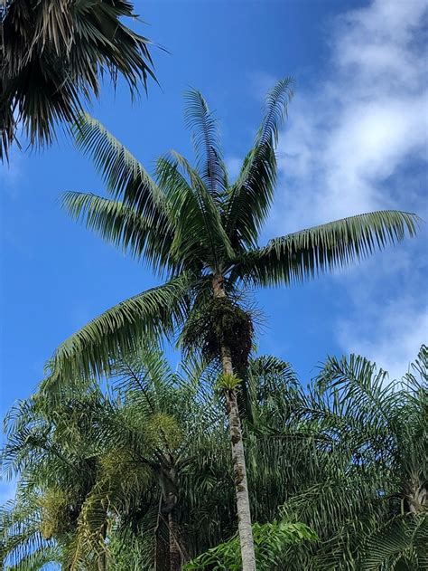 How much does a sylvester palm tree cost? Rhopaloblaste augusta - Floribunda Palms & Exotics