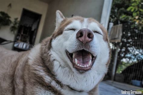 20 Hilarious Dogs Laughing At You Best Photography Art Landscapes