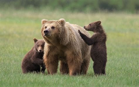 Wildlife Grizzly Bears Facts And Wallpapers