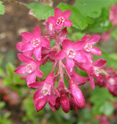 Red Flowering Currant — North Cascades Institute