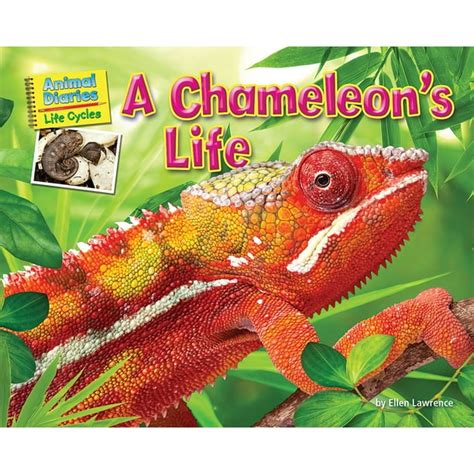 Animal Diaries Life Cycles A Chameleons Life Paperback Walmart