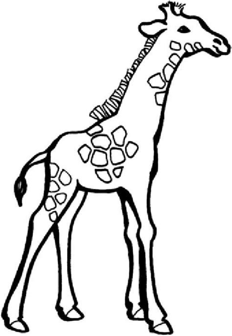 Desenhos De Girafa Para Pintar Colorir E Imprimir Desenho Girafa Girafa Figuras De Animais