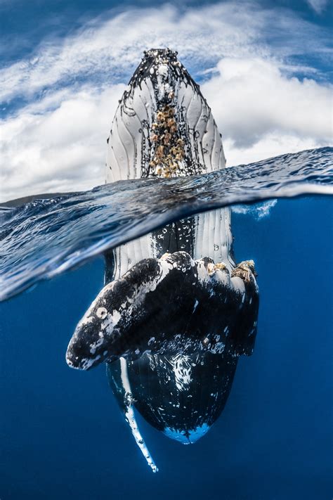 Winners Of The 2018 Underwater Photographer Of The Year Contest