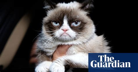 Grumpy Cat Internets Most Famous Cat Dies Aged Seven Video Obituary