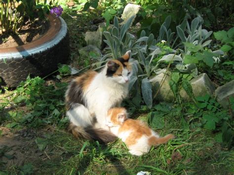 Calico Cat Genetics May Help Humans With Obesity