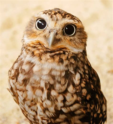 29 Animais Fofos Que São Nativos Da América Latina Burrowing Owl Owl