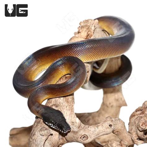 Baby Dalberts White Lipped Python For Sale Underground Reptiles