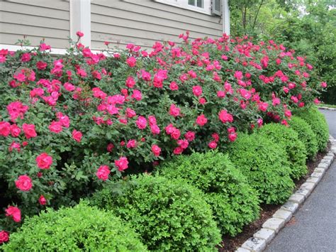 Wonderful Landscaping Bushes For Front Of House Front Yard