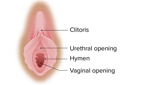 Corea Cable Marco Anatomia Vulva Imagenes Explotar Atticus Pedazo