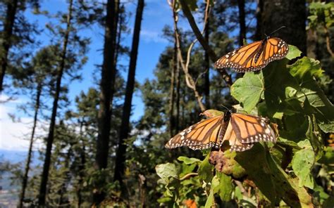 Migra Mariposa Monarca Tras Una Temporada At Pica El Sol De Zamora