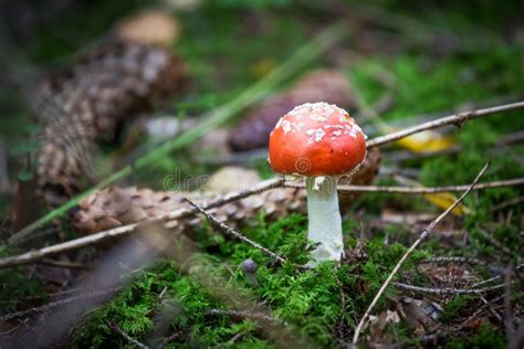 Red Mushroom Fungi Stock Photo Image Of Closeup Magic 101494130