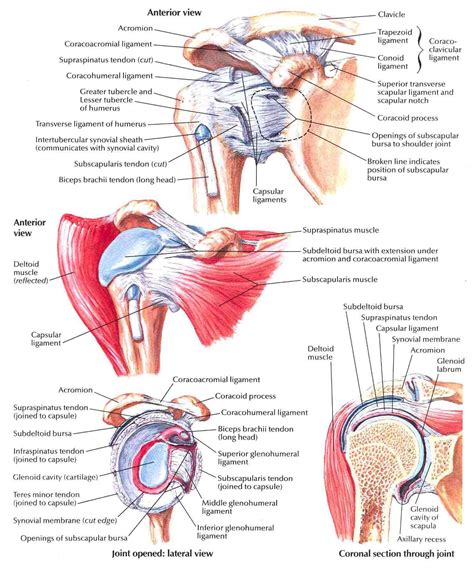 They act as a cushion between moving parts in the joint to stop muscles, bones, and tendons from rubbing together. Glenohumeral Joint | Anatomy & Physiology | Pinterest | Anatomy, Human anatomy and Physical therapy