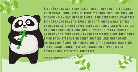 Everything You Need To Know About The Giant Panda The Giant Panda Bear