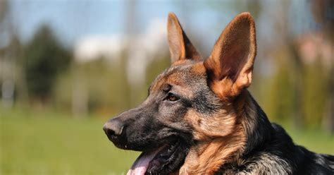 German Shepherd Puppy Love And Me