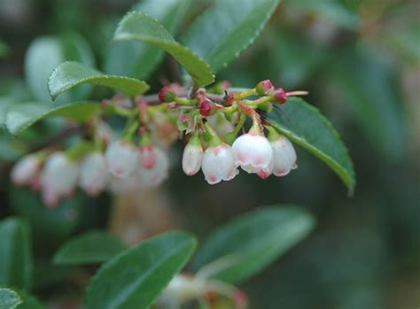 Vaccinium Ovatum Landscape Plants Oregon State University