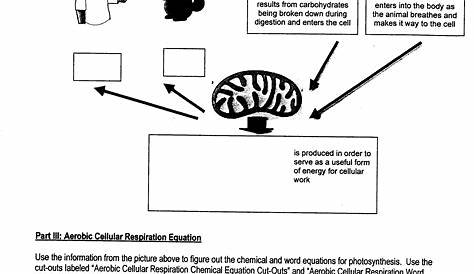 Photosynthesis Vs Respiration Worksheets