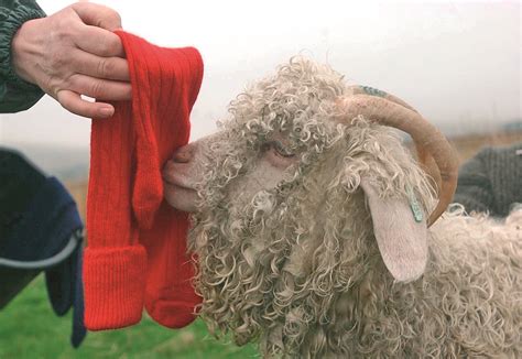 Where Does Mohair Come From Capricorn Socks