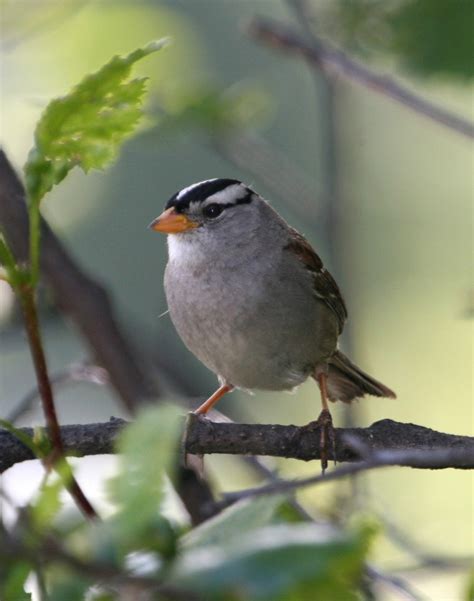 There Are A Lot Of Different Sparrows In Michigan