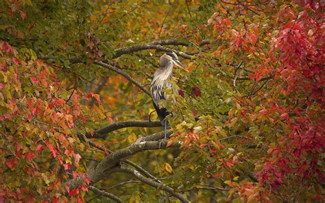 Autumn Birds Wallpapers Top Free Autumn Birds Backgrounds