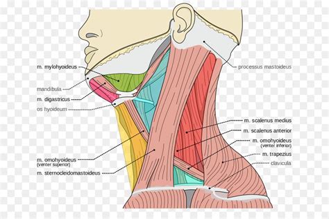 Neck Muscle Diagram Posterior Triangle Of The Neck Subdivisions