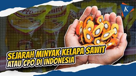 Asal Usul Kelapa Sawit Di Indonesia Awalnya Dikembangkan Pengusaha