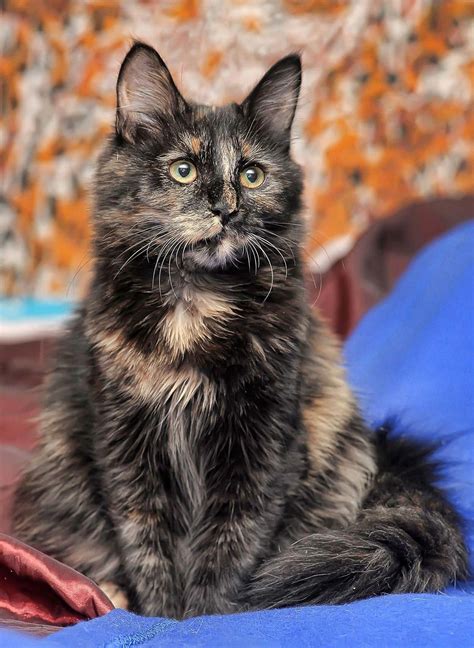 Long Haired Tortoiseshell Cat Catfacts Tortie Cat Cat Breeds