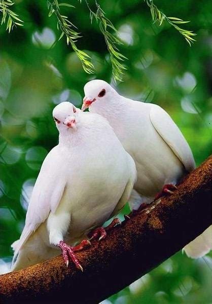 1000 Images About Heavenly Doves On Pinterest Flies Away Peace Dove