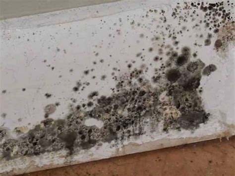 Is It Hard To Cope With Black Mold In Toilet Clean Water Partners