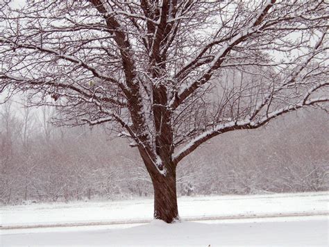 Tree In Snow Free Stock Photo Public Domain Pictures