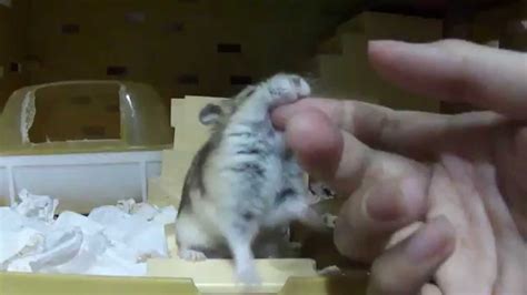 Hamster Bites Youtube