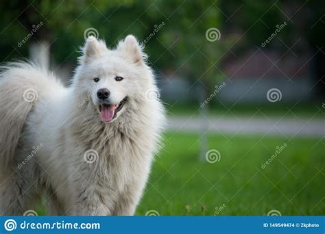 Young White Male Samoyed Stands On Green Grass Stock Photo Image Of