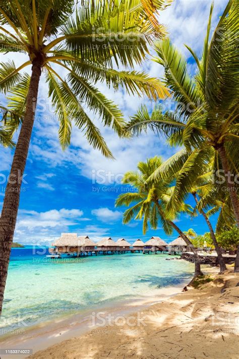 View Of The Sandy Beach With Palm Trees Bora Bora French