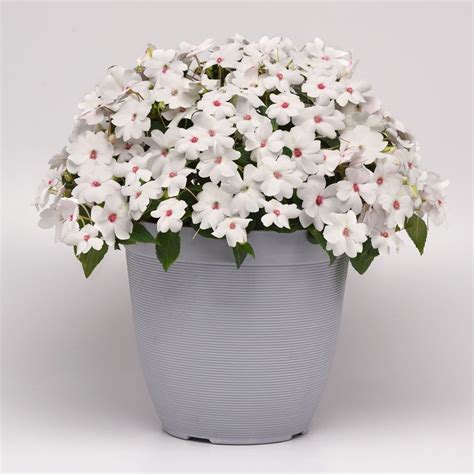 Solarscape White Shimmer Interspecific Impatiens Seeds Park Seed
