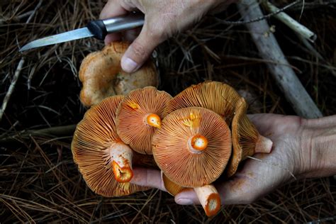 The First Timers Guide To Foraging For Food In The Wild