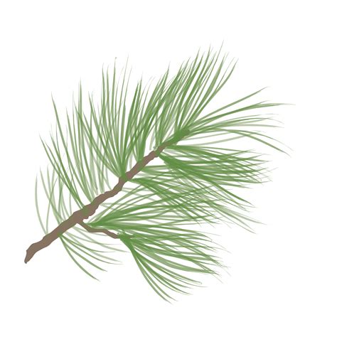 pinecone pine tree branch isolated floral evergreen decor   vectors clipart