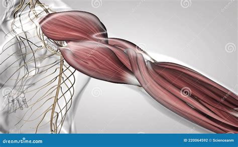 Arm Muscles And Tendon Stock Illustration Illustration Of Muscles