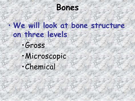 Chapter 6 Skeletal System Bones And Bone Tissue