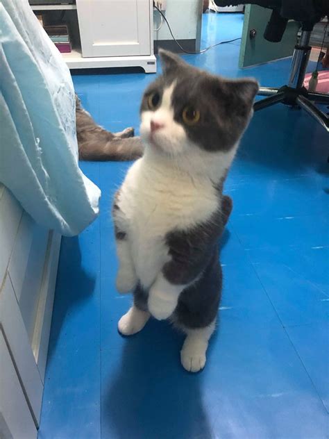 The brazilian wandering spider is one of the most aggressive spiders in the world. Munchkin Cat - A Buyers and Owners Guide With Breed ...