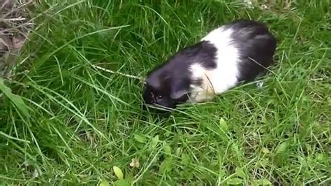 natural guinea pig enclosure youtube