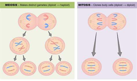 Any Four Differences Between Mitosis And Meiosis Socratic