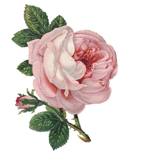 Rose Flower Vintage · Free Image On Pixabay
