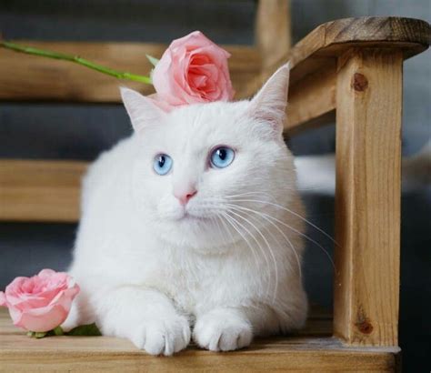 A Beautiful Pink Rose For A Gorgeous Kitty Beautiful Pink Roses