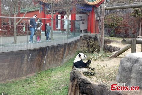 Giant Pandas Chew Bamboo At The Memphis Zoo