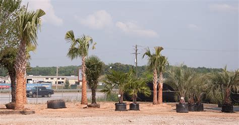 2,172 likes · 599 talking about this · 78 were here. Palm Tree nursery in Greenville South Carolina | Flickr ...