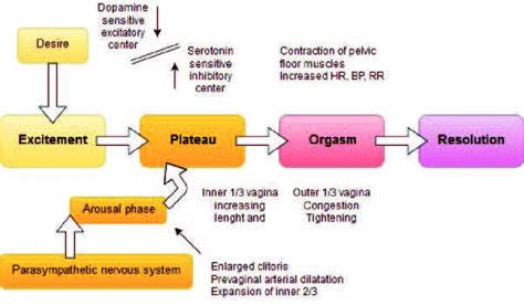the four phase model of female sexual response cycle bp free download nude photo gallery